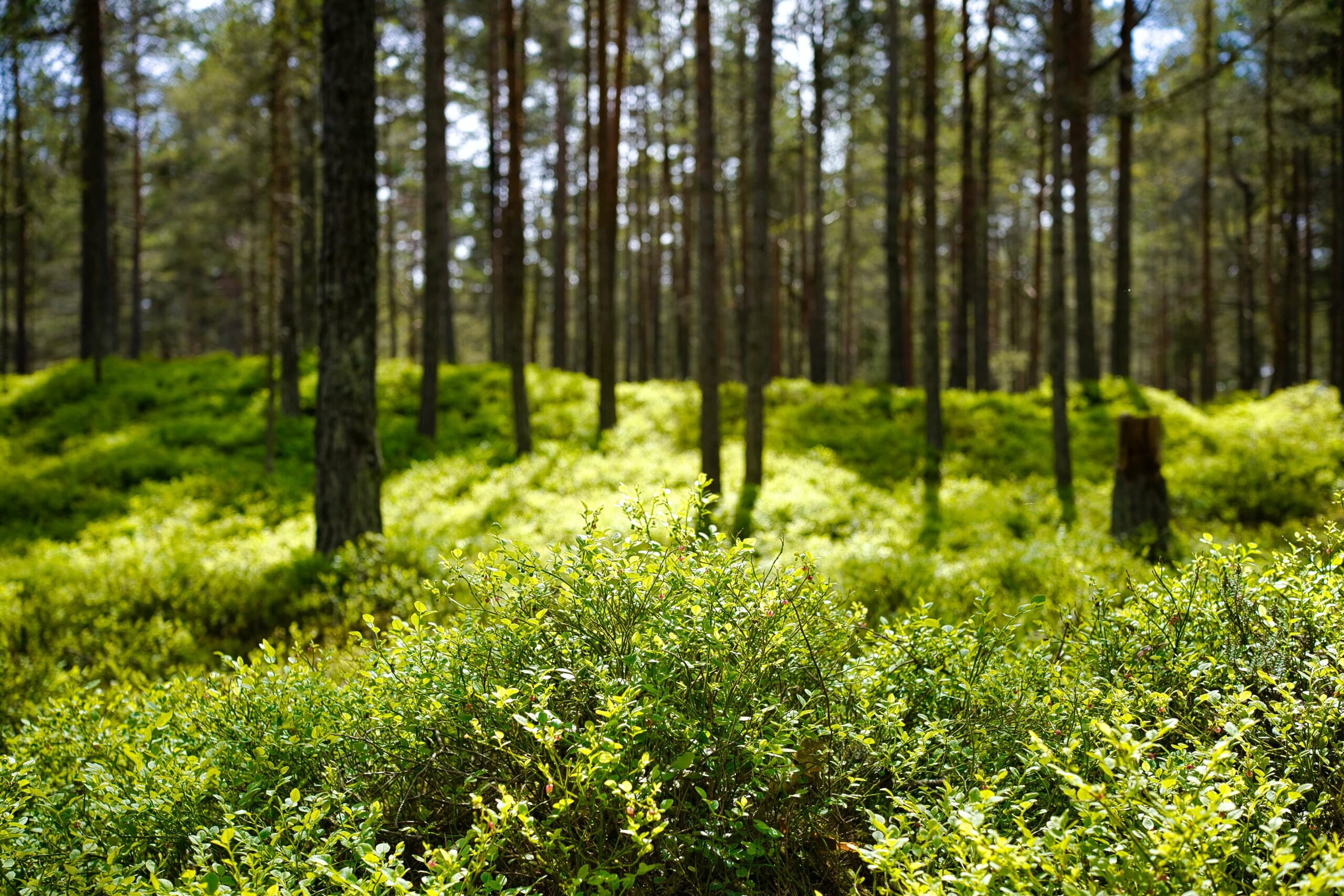 WALD DER ZUKUNFT